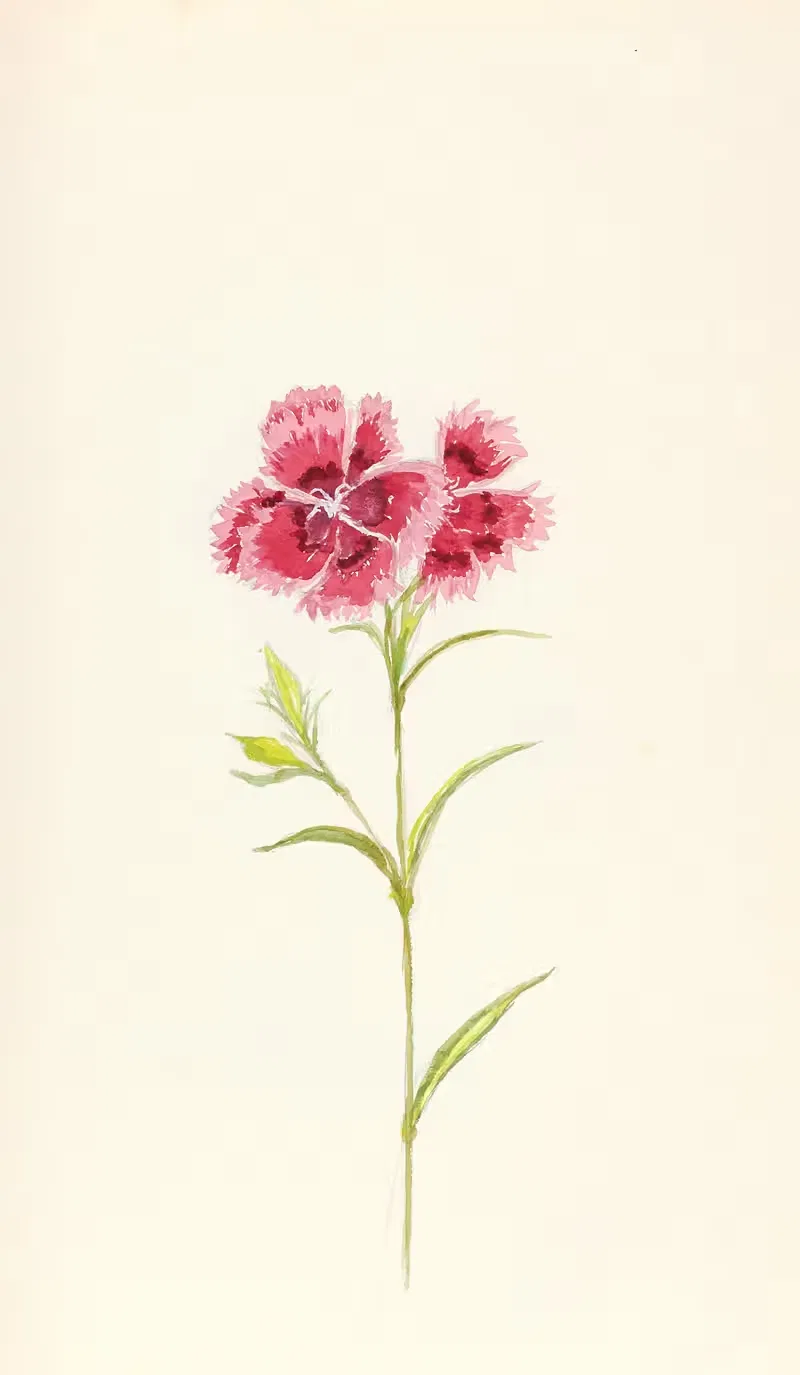 Pink dianthus (Dianthus chinensis) — Beatrice Dabney Penati Adams