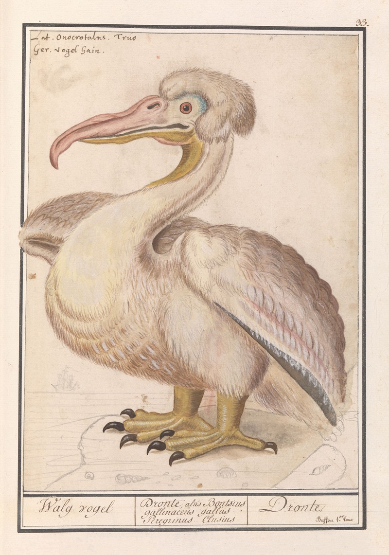 Kroeskoppelikaan (Pelecanus crispus) by Anselmus Boëtius de Boodt, 1596-1610 — digital art print download