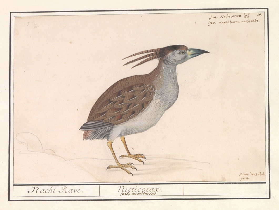 Kwak (Nycticorax nycticorax). — Anselmus Boëtius de Boodt
