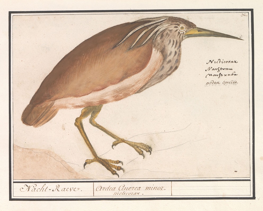 Kwak (Nycticorax nycticorax) — Anselmus Boëtius de Boodt
