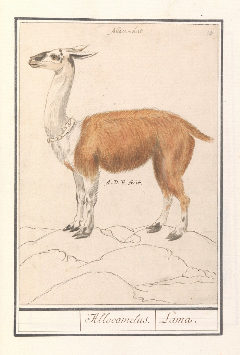 Lama (Lama glama) Allocamelus. Lama by Anselmus Boëtius de Boodt, 1596-1610 — digital art print download