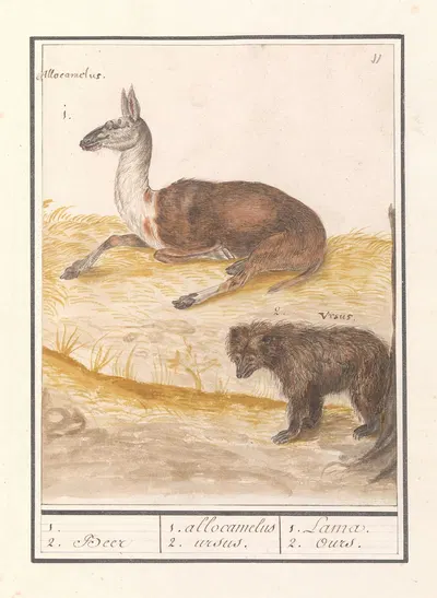 Lama (Lama glama) en bruine beer (Ursus arctos arctos) 1. 2. Beer 1. allocamelus 2. ursus. 1. Lama 2. Ours by Anselmus…