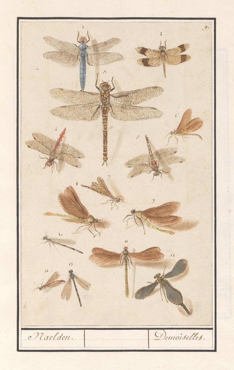 Libellen (Odonata) Naelden. Demoiselles. — Anselmus Boëtius de Boodt