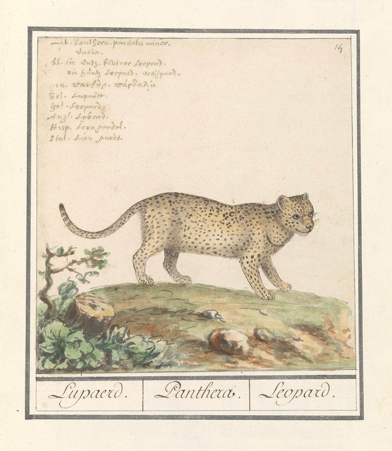 Luipaard (Panthera pardus) Lupaerd. Panthera. Leopard. — Anselmus Boëtius de Boodt