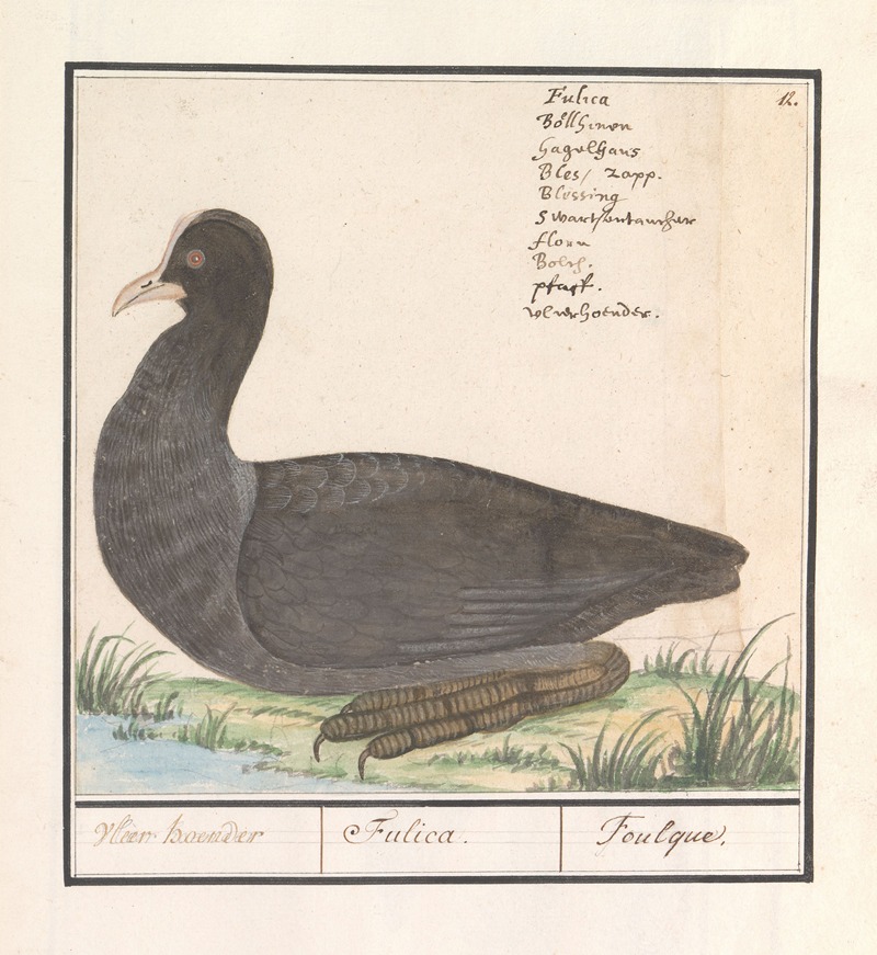 Meerkoet (Fulica atra) by Anselmus Boëtius de Boodt, 1596-1610 — digital art print download