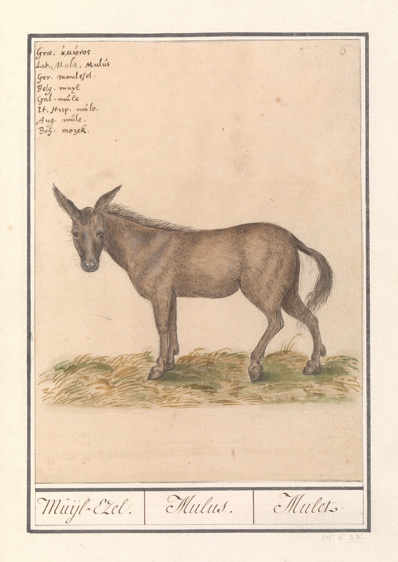 Muilezel (Equus mulus) Muijl-Ezel. Mulus. Mulet — Anselmus Boëtius de Boodt