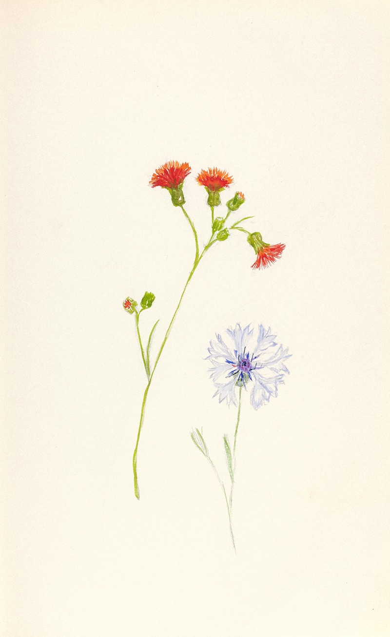 Cornflower (Centaurea cyanus) by Beatrice Dabney Penati Adams, 1960 — digital art print download