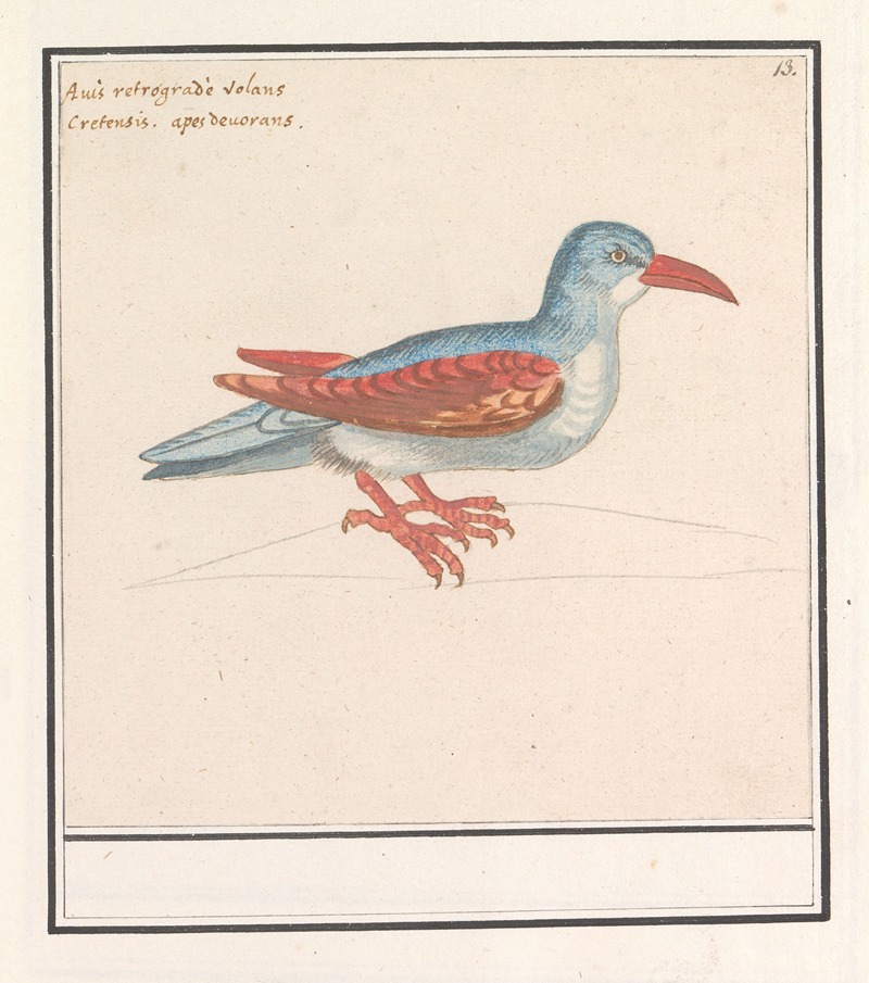 Onbekende vogel by Anselmus Boëtius de Boodt, 1596-1610 — digital art print download