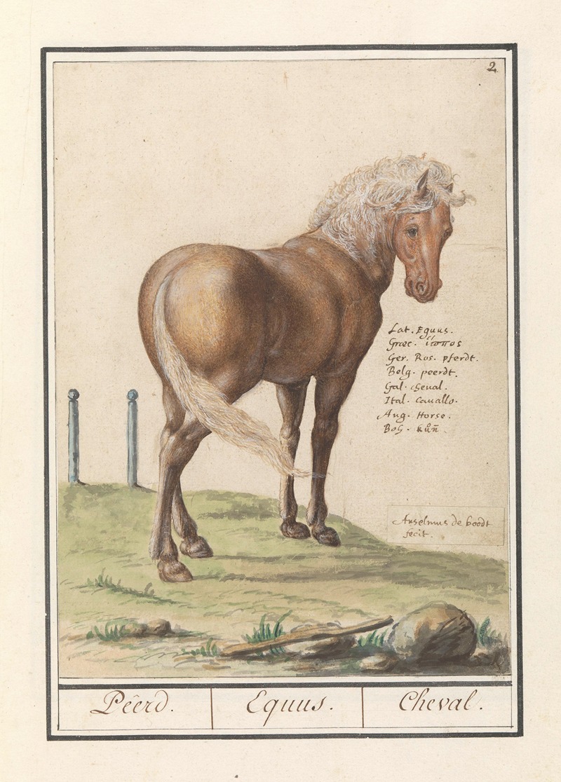 Paard (Equus ferus caballus) Peerd. Equus. Cheval. — Anselmus Boëtius de Boodt