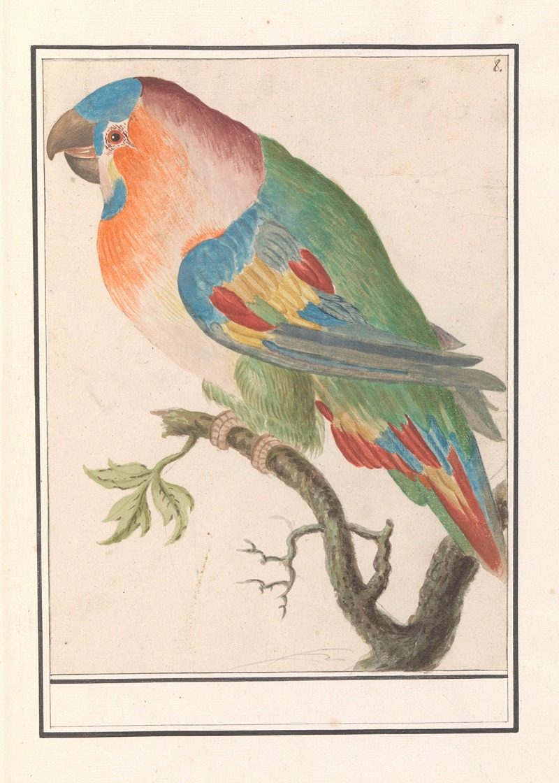 Papegaai by Anselmus Boëtius de Boodt, 1596-1610 — digital art print download