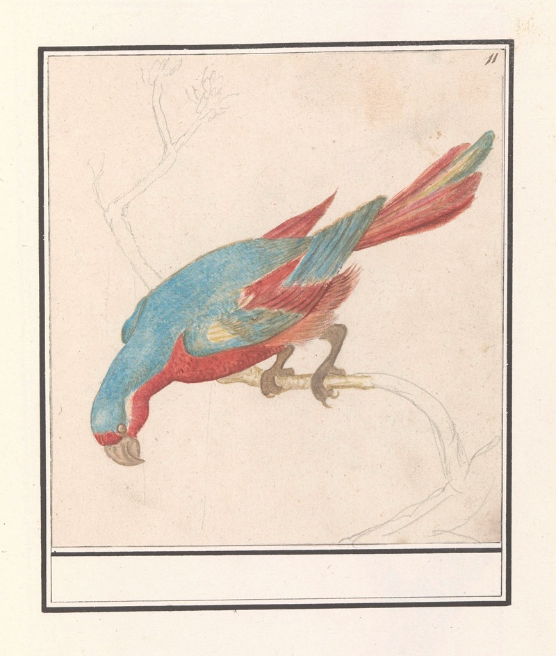 Papegaai by Anselmus Boëtius de Boodt, 1596-1610 — digital art print download