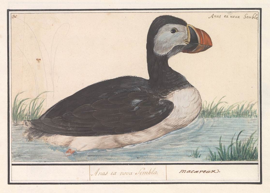 Papegaaiduiker (Fratercula arctica) — Anselmus Boëtius de Boodt