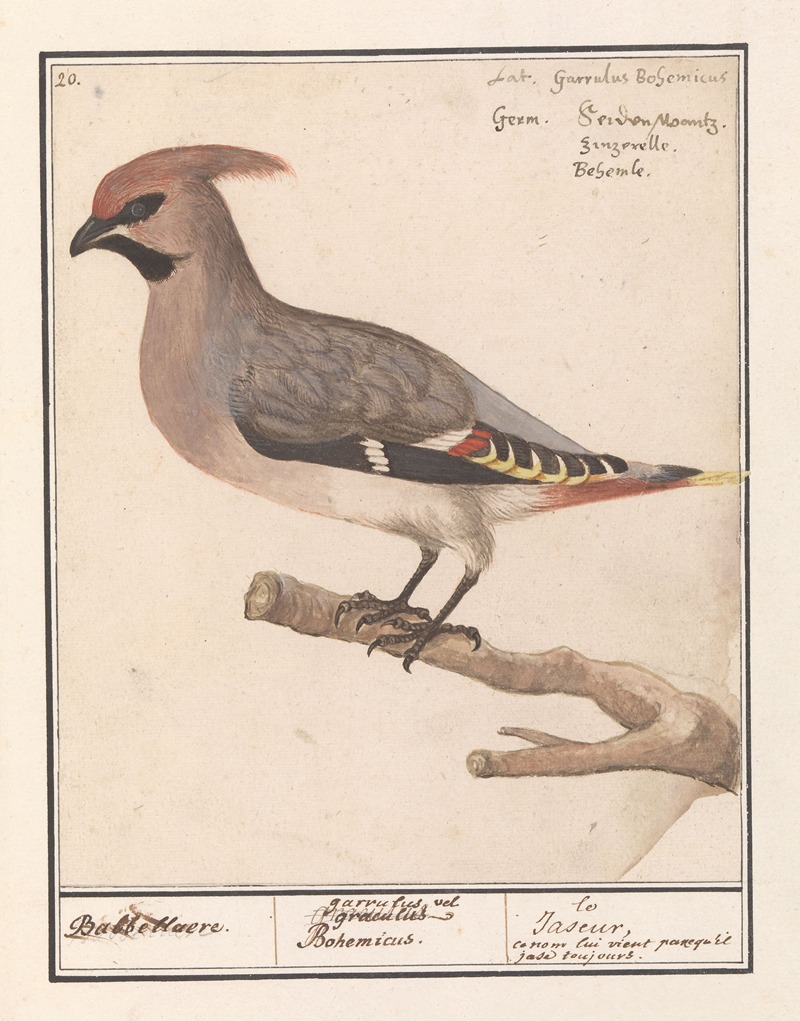 Pestvogel (Bombycilla garrulus). by Anselmus Boëtius de Boodt, 1596-1610 — digital art print download