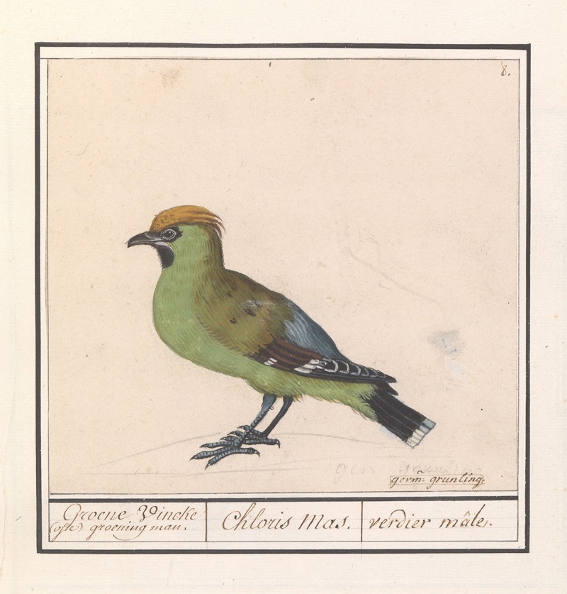 Pestvogel (Bombycilla garrulus) by Anselmus Boëtius de Boodt, 1596-1610 — digital art print download