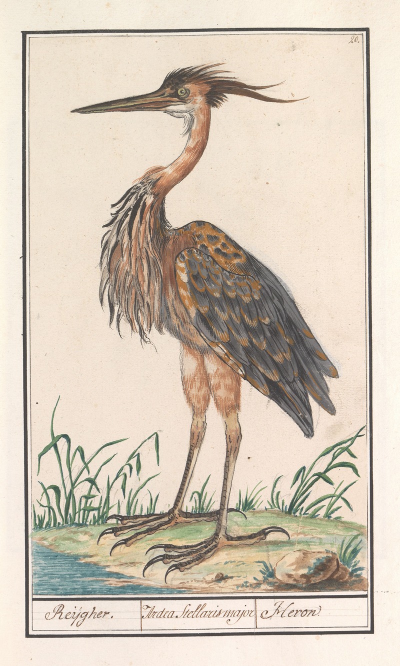 Purperreiger (Ardea purpurea) by Anselmus Boëtius de Boodt, 1596-1610 — digital art print download