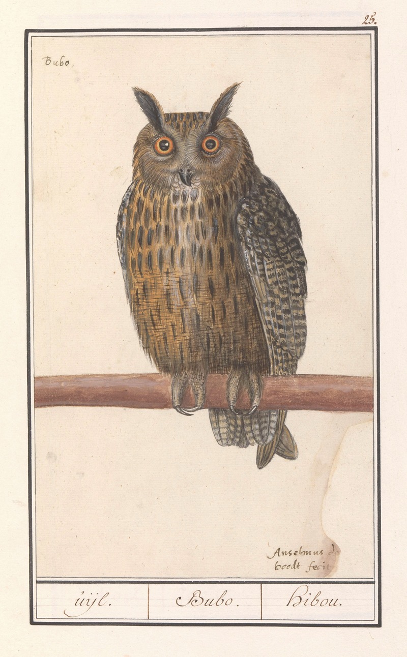Ransuil (Asio otus) uijl. Bubo. hibou — Anselmus Boëtius de Boodt