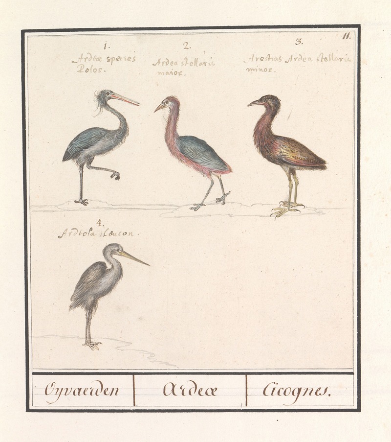 Reigers (Ardeidae) by Anselmus Boëtius de Boodt, 1596-1610 — digital art print download
