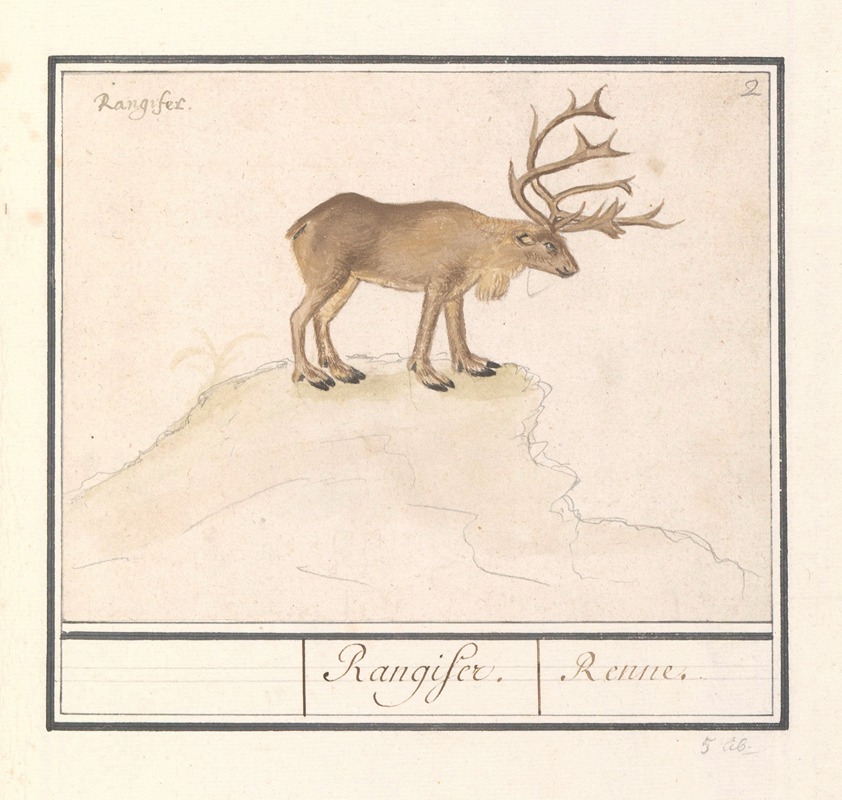 Rendier (Rangifer tarandus) Rangifer. Renne by Anselmus Boëtius de Boodt, 1596-1610 — digital art print download