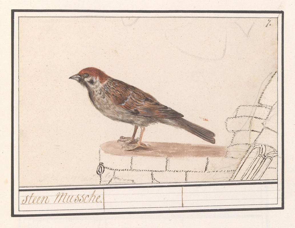 Ringmus (Passer montanus) by Anselmus Boëtius de Boodt, 1596-1610 — digital art print download