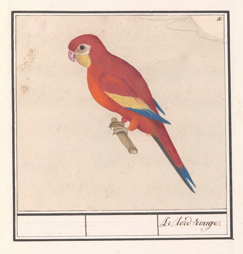 Rode papegaai Le lord rouge — Anselmus Boëtius de Boodt