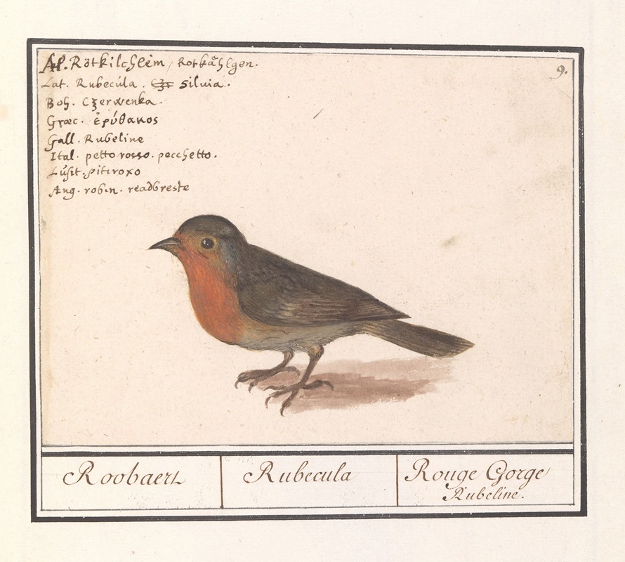 Roodborst (Erithacus rubecula) by Anselmus Boëtius de Boodt, 1596-1610 — digital art print download