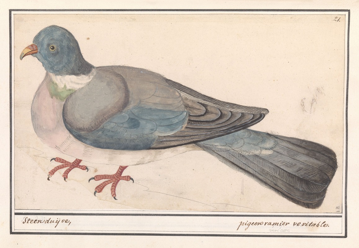 Rotsduif (Columba livia) by Anselmus Boëtius de Boodt, 1596-1610 — digital art print download