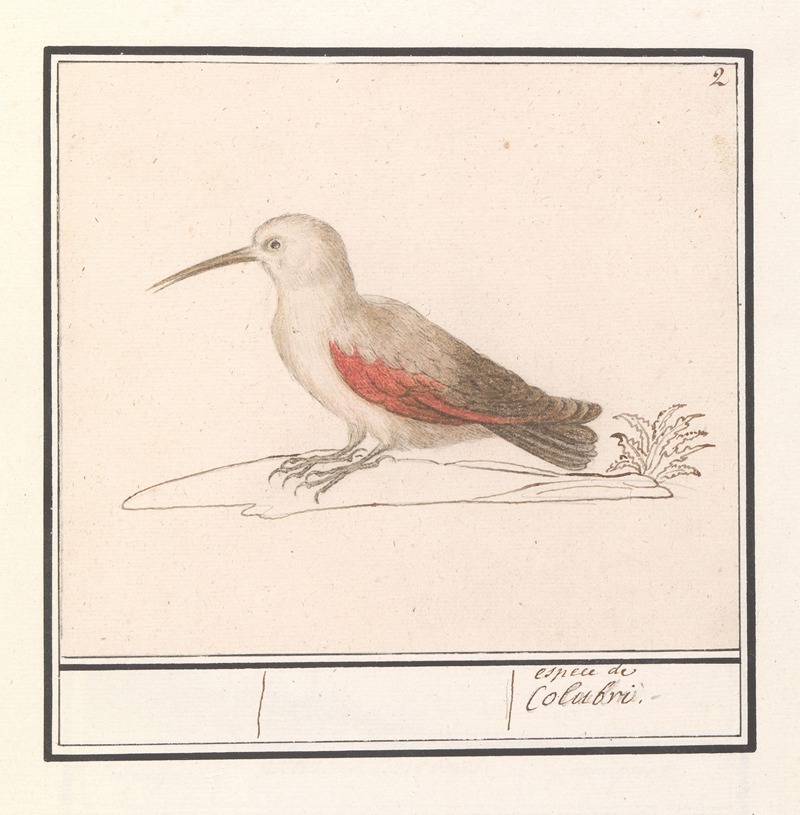 Rotskruiper (Tichodroma muraria) by Anselmus Boëtius de Boodt, 1596-1610 — digital art print download