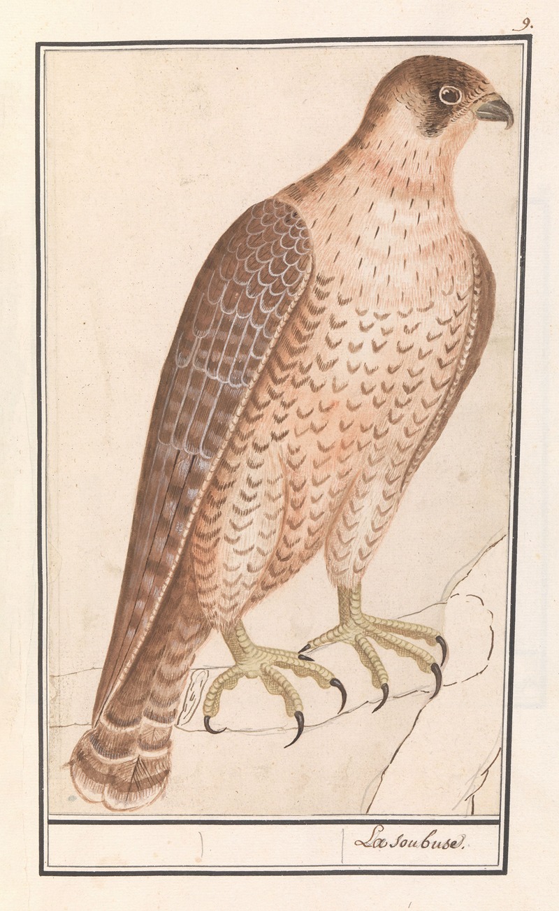 Sakervalk (Falco cherrug) by Anselmus Boëtius de Boodt, 1596-1610 — digital art print download