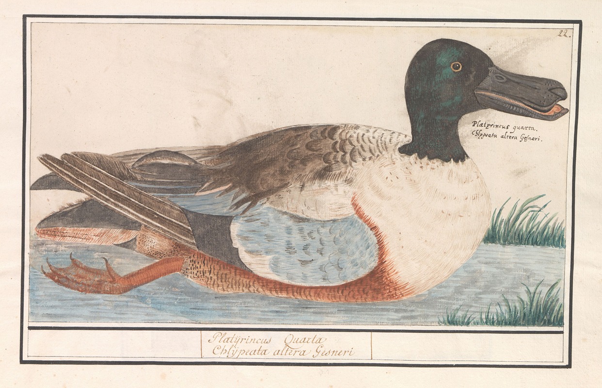 Slobeend (Anas clypeata) by Anselmus Boëtius de Boodt, 1596-1610 — digital art print download