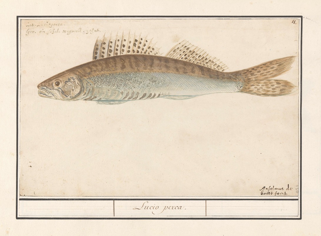 Snoekbaars (Sander lucioperca) Lucio perca by Anselmus Boëtius de Boodt, 1596-1610 — digital art print download
