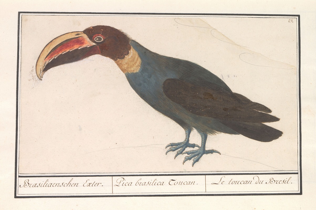Toekan (Ramphastos) by Anselmus Boëtius de Boodt, 1596-1610 — digital art print download