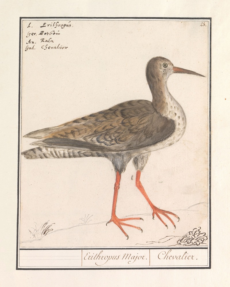Tureluur (Tringa totanus) by Anselmus Boëtius de Boodt, 1596-1610 — digital art print download