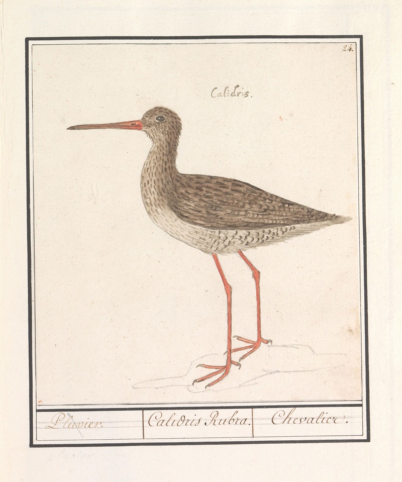 Tureluur (Tringa totanus) by Anselmus Boëtius de Boodt, 1596-1610 — digital art print download