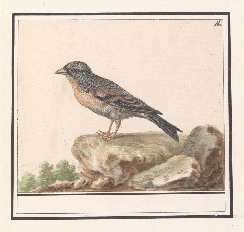Vink (Fringilla) by Anselmus Boëtius de Boodt, 1596-1610 — digital art print download
