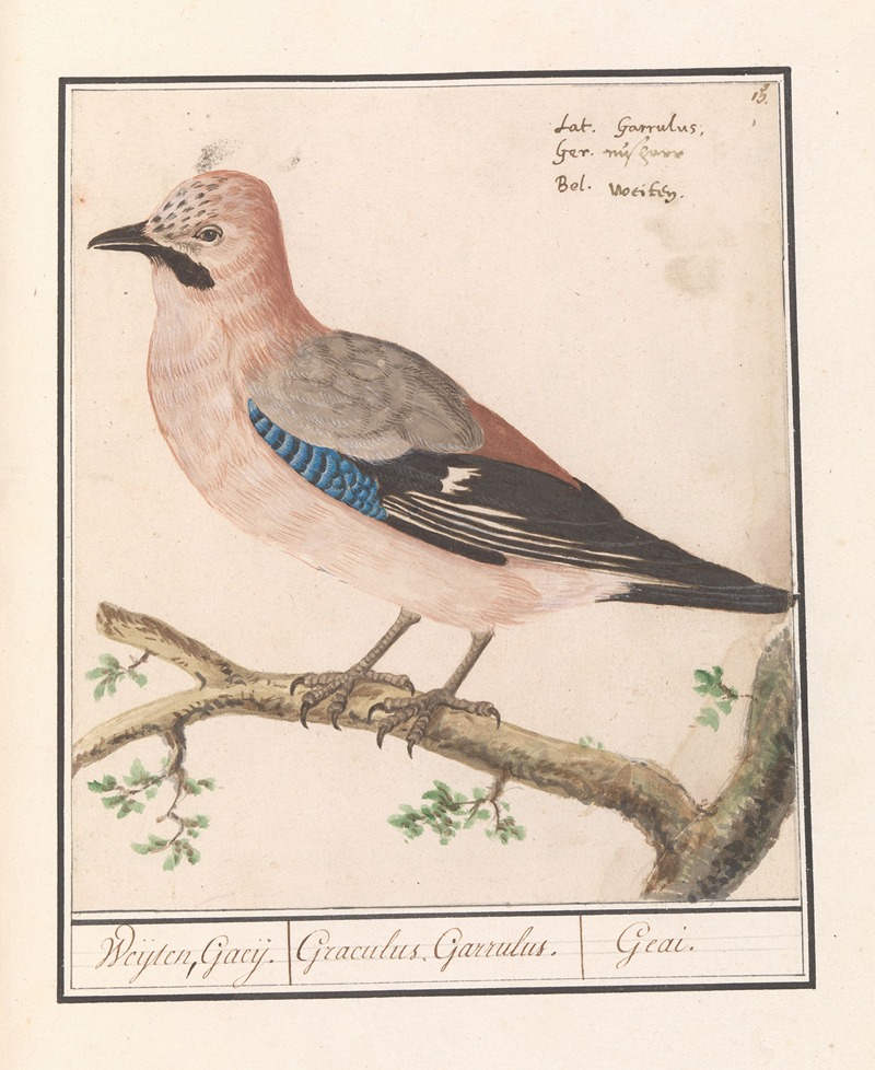 Vlaamse gaai (Garrulus glandarius). — Anselmus Boëtius de Boodt