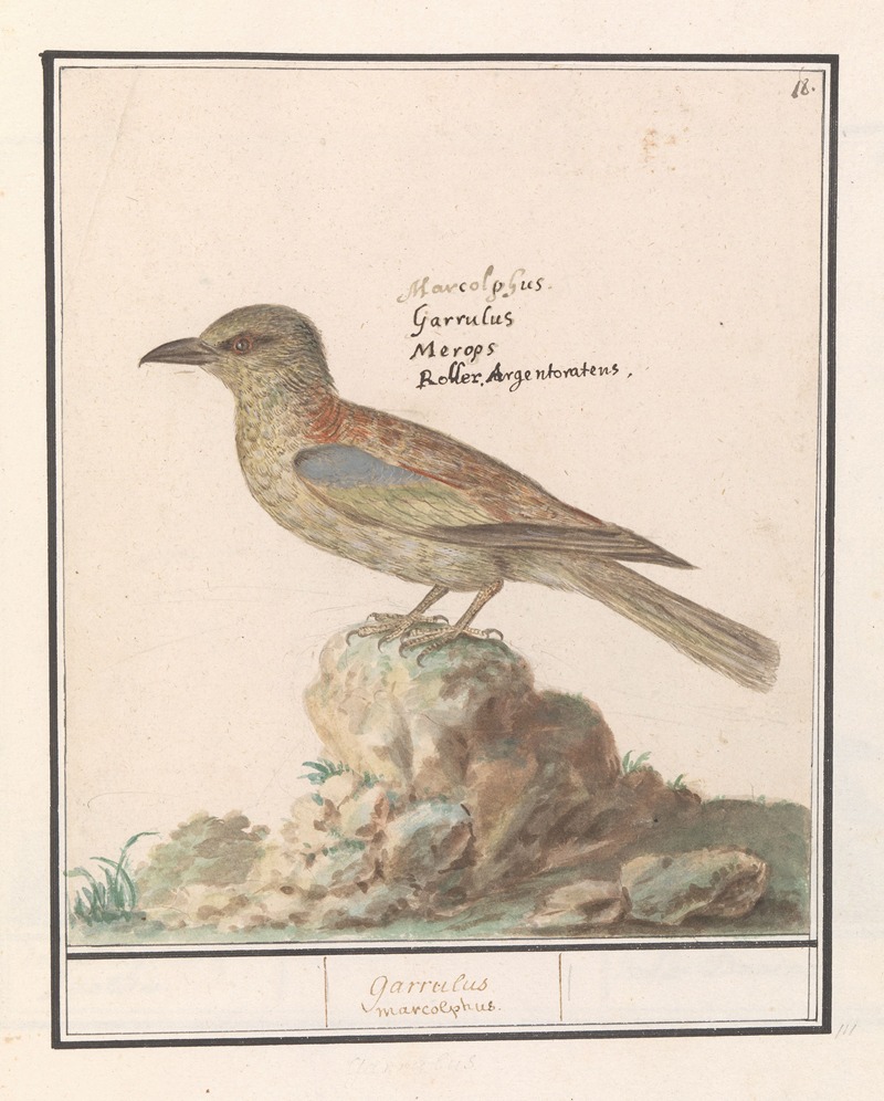Vlaamse Gaai (Garrulus glandarius) — Anselmus Boëtius de Boodt