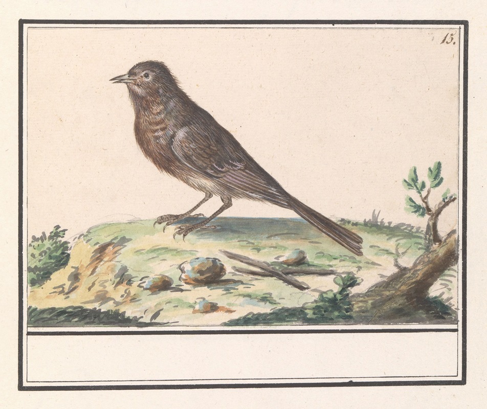 Vogel (onbekend). by Anselmus Boëtius de Boodt, 1596-1610 — digital art print download
