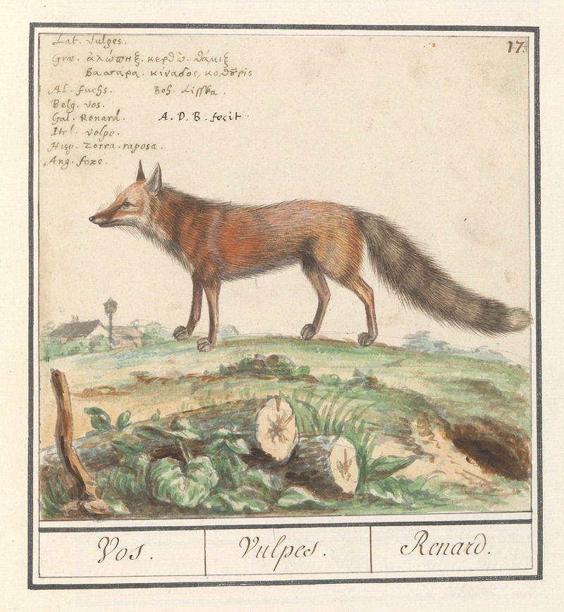Vos (Vulpes vulpes) Vos. Vulpes. Renard — Anselmus Boëtius de Boodt