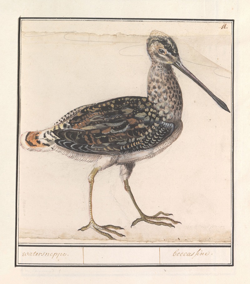 Watersnip (Gallinago gallinago) by Anselmus Boëtius de Boodt, 1596-1610 — digital art print download
