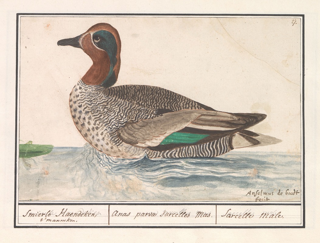 Wintertaling (Anas crecca). by Anselmus Boëtius de Boodt, 1596-1610 — digital art print download