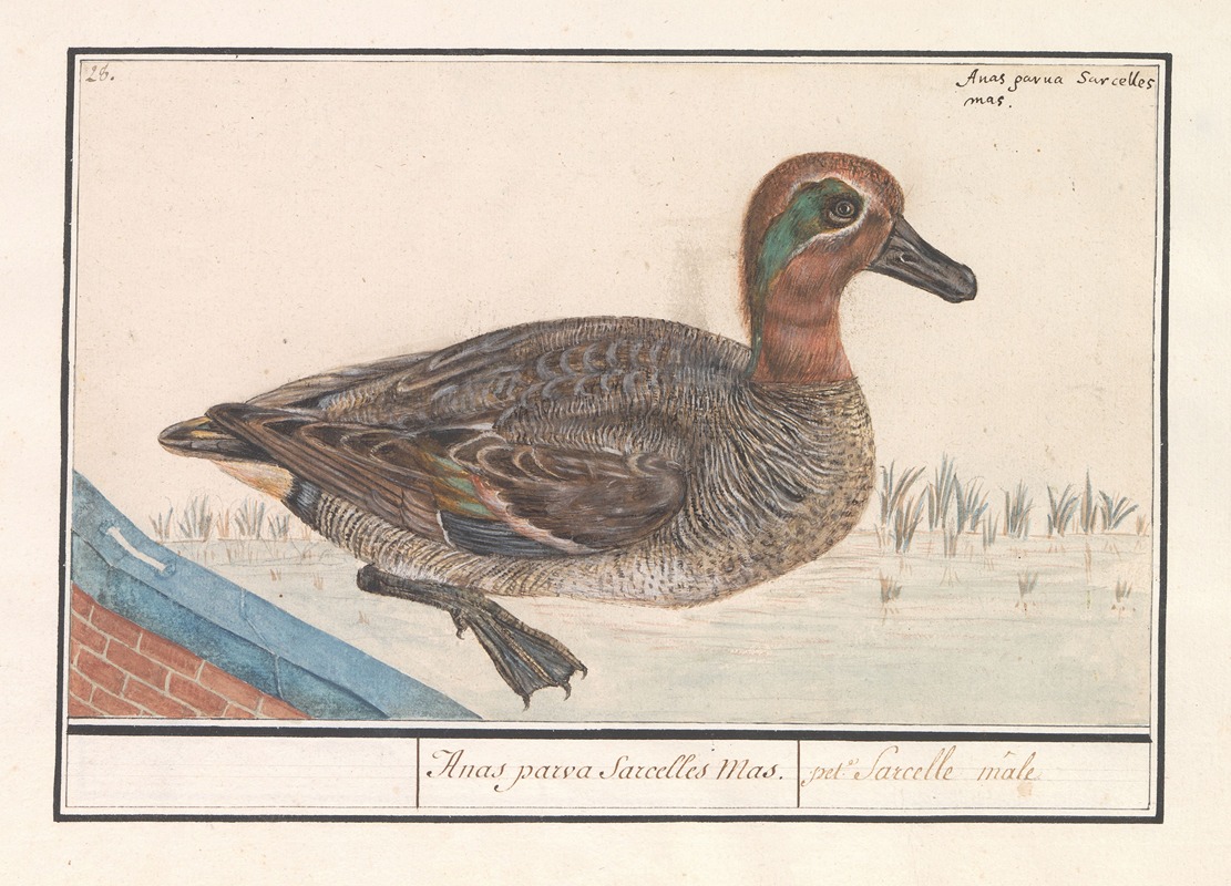 Wintertaling (Anas crecca) by Anselmus Boëtius de Boodt, 1596-1610 — digital art print download