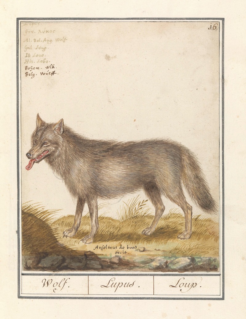 Wolf (Canis lupus) Wolf. Lupus. Loup. by Anselmus Boëtius de Boodt, 1596-1610 — digital art print download