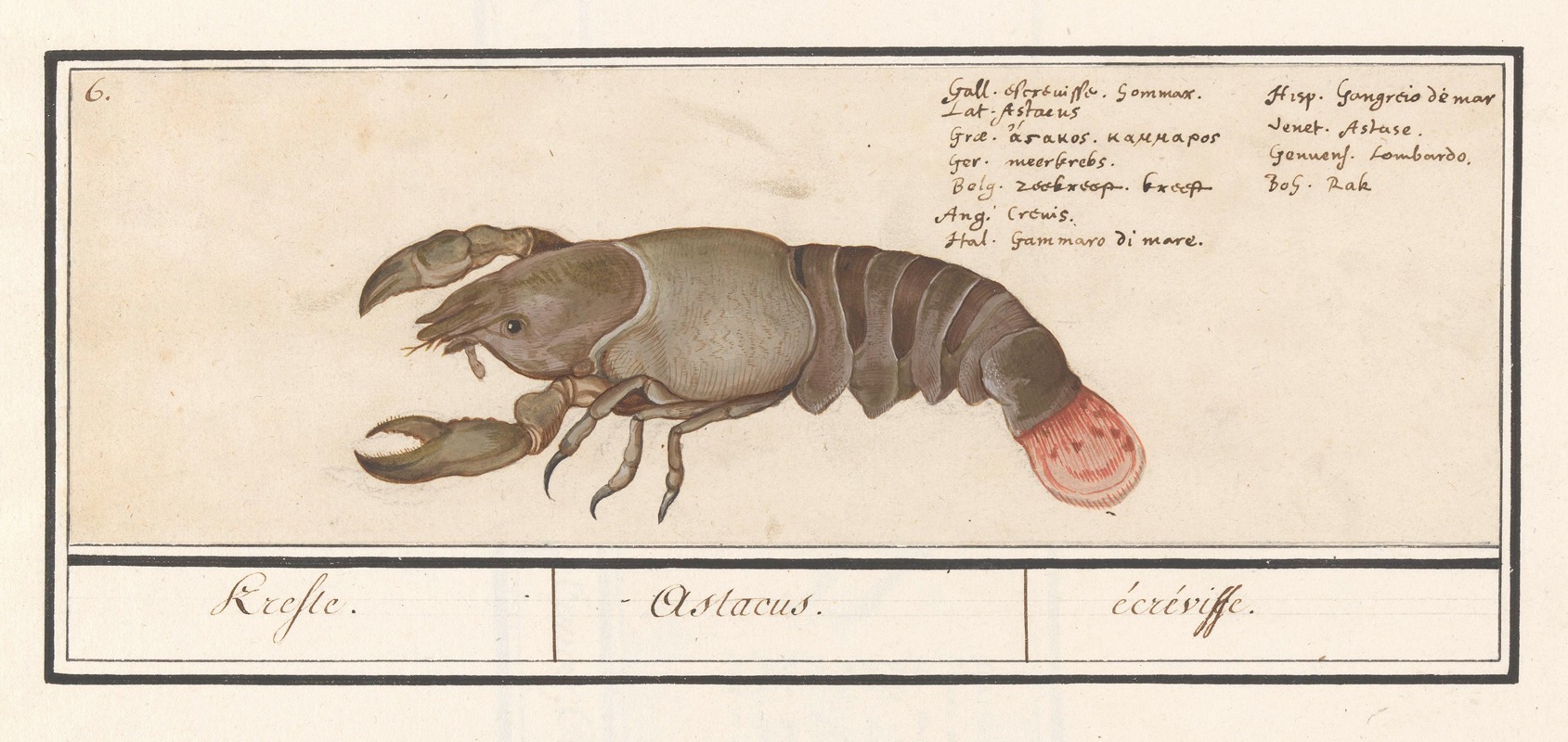 Zeekreeft (Homarus gammarus) Krefte. Astacus. écréviffe — Anselmus Boëtius de Boodt