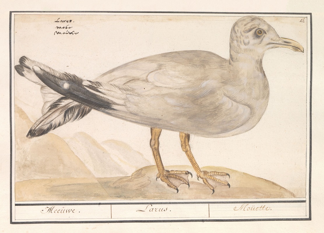Zilvermeeuw (Larus argentatus) by Anselmus Boëtius de Boodt, 1596-1610 — digital art print download