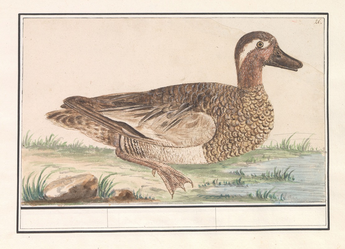 Zomertaling (Anas querquedula) by Anselmus Boëtius de Boodt, 1596-1610 — digital art print download
