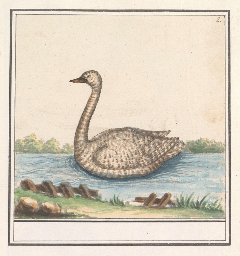 Zwaan (Cygnus) by Anselmus Boëtius de Boodt, 1596-1610 — digital art print download