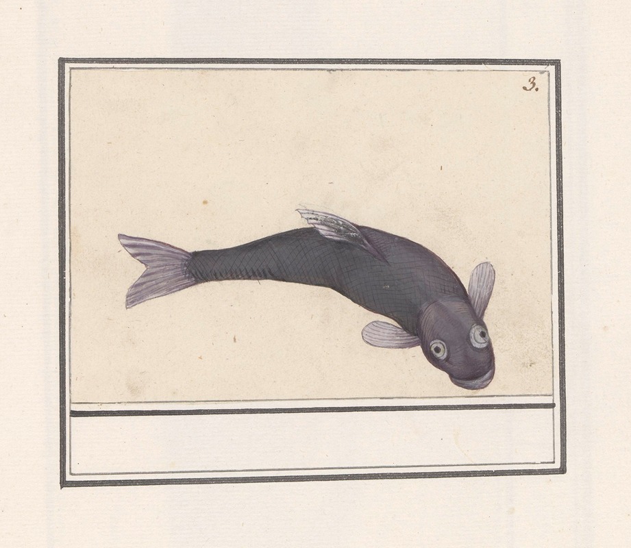 Zwarte karper (Cyprinus carpio carpio) by Anselmus Boëtius de Boodt, 1596-1610 — digital art print download