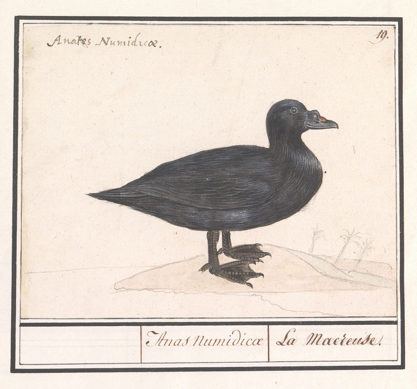 Zwarte zee-eend (Melanitta nigra). by Anselmus Boëtius de Boodt, 1596-1610 — digital art print download