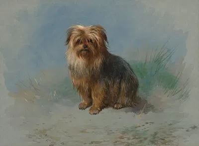 A Norfolk terrier by Арчибальд Торберн, 1917 — digital art print download