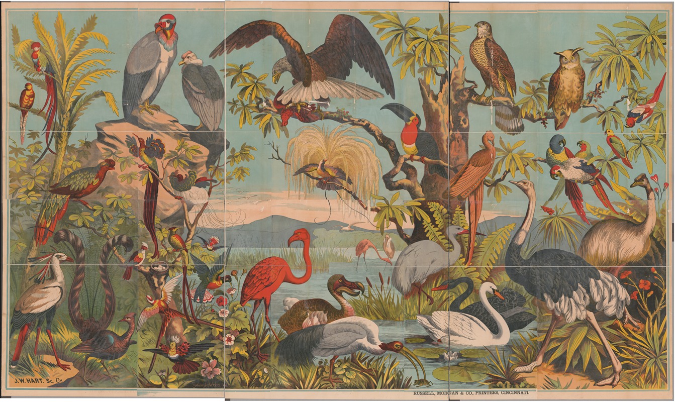 Birds of paradise — J.W. Hart